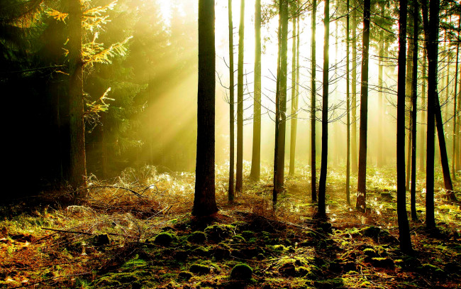 Обои картинки фото природа, лес, туман, стволы, свет