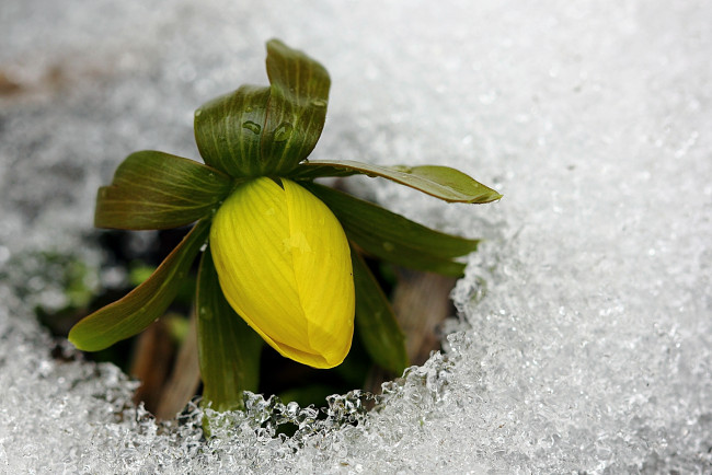 Обои картинки фото цветы, калужницы, лютики, весна, холод, лед, бутон, желтый, цветок