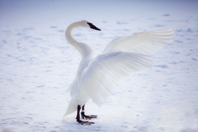 Обои картинки фото животные, лебеди, белоснежный, крылья
