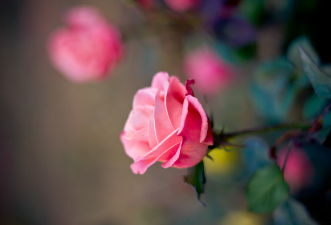 Обои картинки фото цветы, розы, роза, розовая, горизонтальная