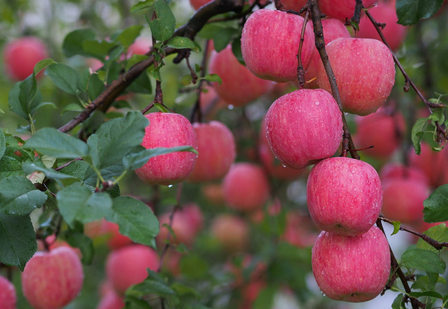 Обои картинки фото природа, плоды, капли, яблоки