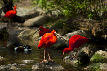Картинка животные ибисы +колпицы деревья мох птицы камни ручей вода природа