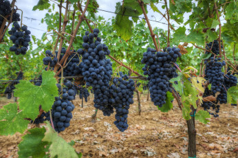 Картинка природа Ягоды +виноград поле виноградник лоза ягоды кисти
