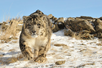 Картинка животные снежный+барс+ ирбис природа снег кошка камни