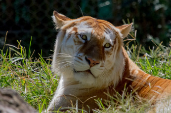 Картинка животные тигры золотой тигр кошка морда взгляд трава