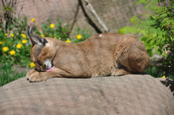 Картинка животные рыси каракал степная рысь кошка язык камень