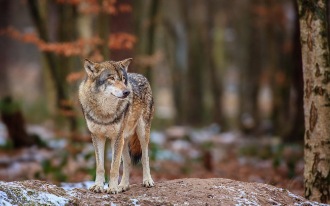 Обои картинки фото животные, волки,  койоты,  шакалы, лес, природа