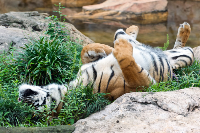 Обои картинки фото животные, тигры, тигр, суматранский, кошка, трава, камень, отдых