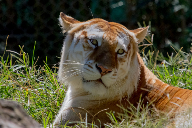 Обои картинки фото животные, тигры, золотой, тигр, кошка, морда, взгляд, трава