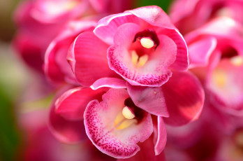 Картинка цветы орхидеи цвет ярко яркие макро