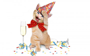 Картинка юмор+и+приколы бант праздник котенок животное шампанское