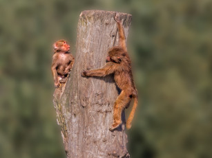 Картинка животные обезьяны бревно рыжие