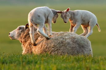 Картинка животные овцы +бараны ягнята игра с мамой травка млекопитающие парнокопытные