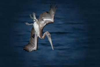 Картинка животные пеликаны рыбалка охота пеликан брауна птица вода