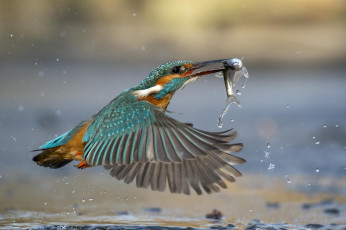 Картинка животные зимородки рыба улов вода kingfisher зимородок птица