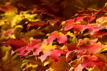 Картинка природа листья осень клен ковер