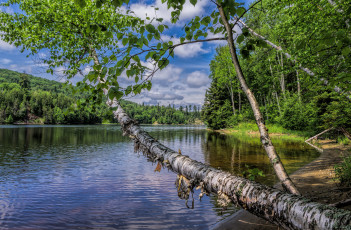 Картинка природа реки озера река лес лето