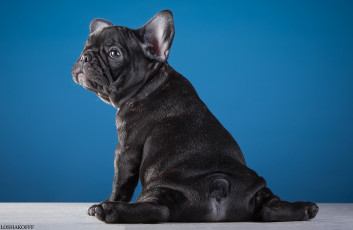 Картинка животные собаки французский бульдог щенок смешной