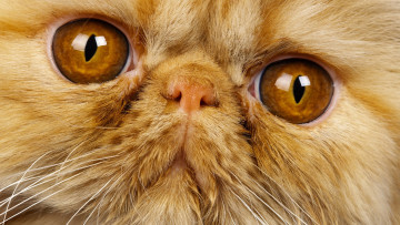 Картинка животные коты кот кошка морда макро перс рыжий