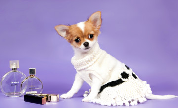 Картинка животные собаки чихуахуа платье косметика флаконы