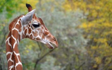 Картинка животные жирафы жираф шея голова профиль