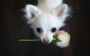Картинка животные собаки взгляд цветок собака друг