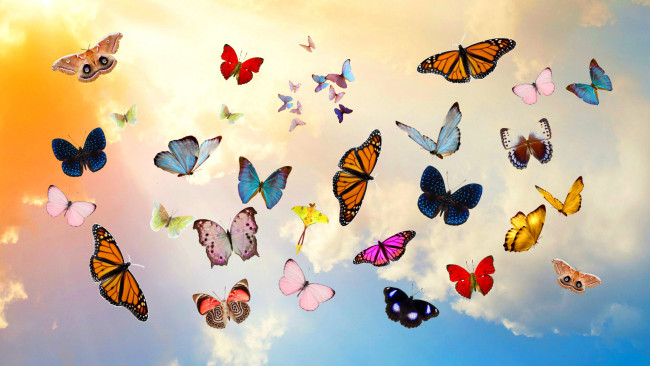 Обои картинки фото животные, бабочки,  мотыльки,  моли, небо, облака, коллаж