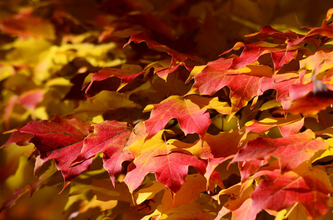 Обои картинки фото природа, листья, осень, клен, ковер