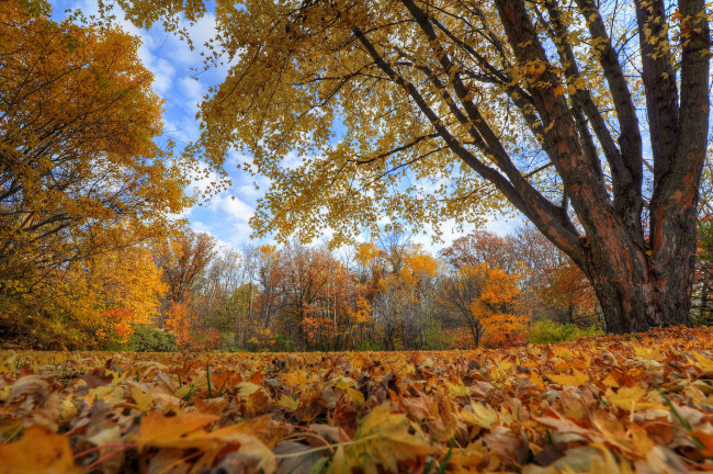 Обои картинки фото природа, парк, небо, облака, деревья, листья, осень