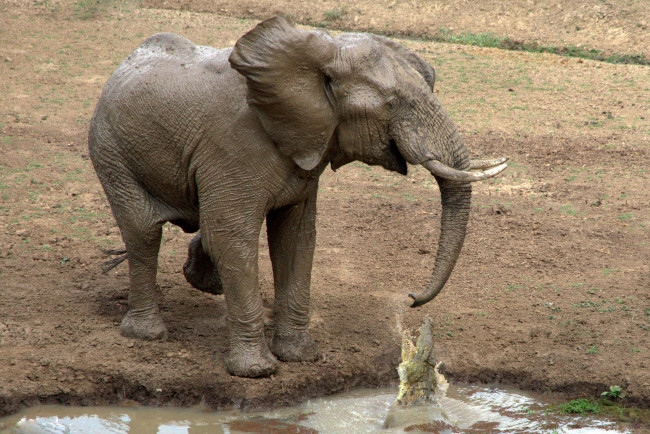 Обои картинки фото животные, слоны, слон, нападение, крокодил, водопой, саванна