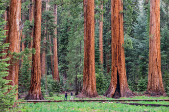 Картинка giant+sequoia природа лес национальный парк дерево giant sequoia