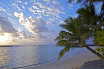 Картинка природа тропики пляж берег закат пальмы море