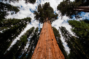 Картинка giant+sequoia природа деревья дерево национальный парк лес giant sequoia