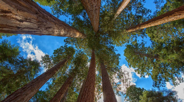 Картинка giant+sequoia природа деревья дерево giant sequoia лес национальный парк