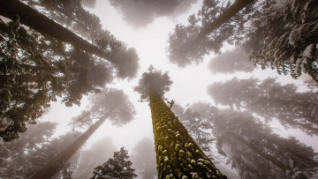 Картинка giant+sequoia природа деревья национальный парк дерево giant sequoia лес