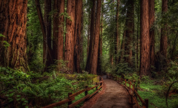 Картинка giant+sequoia природа парк лес дерево giant sequoia национальный
