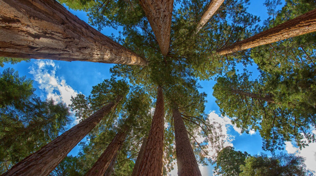 Обои картинки фото giant sequoia, природа, деревья, дерево, giant, sequoia, лес, национальный, парк