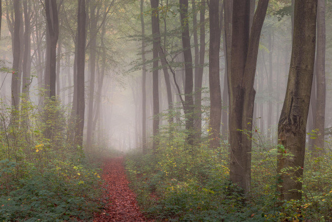 Обои картинки фото природа, лес, туман, деревья, тропинка