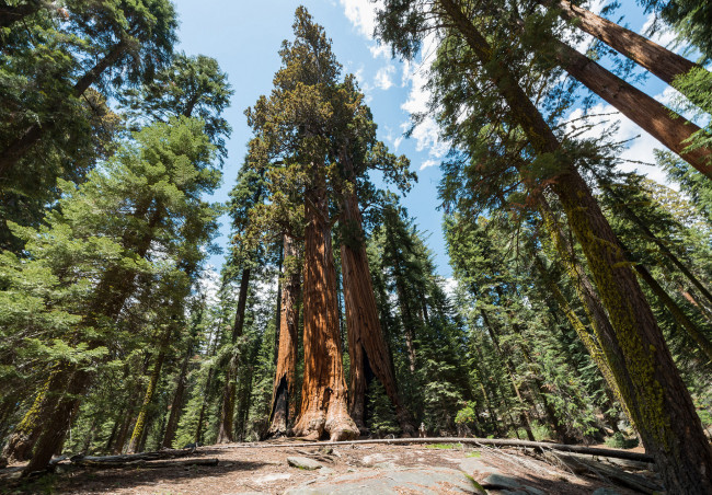 Обои картинки фото giant sequoia, природа, лес, национальный, парк, дерево, giant, sequoia