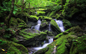 Картинка природа водопады водопад камни мох поток лес