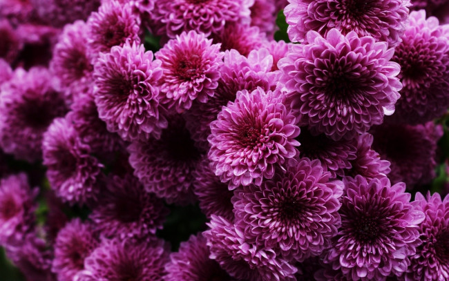 Обои картинки фото цветы, хризантемы, фиолетовые