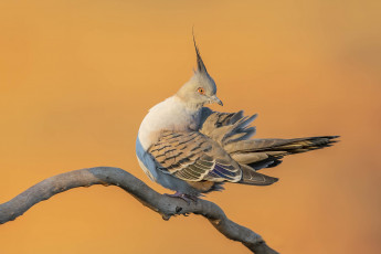 Картинка животные голуби птица