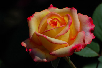 Картинка цветы розы двухцветная роза макро