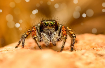 Картинка животные пауки взгляд макро паук джампер паучок прыгающий прыгунчик