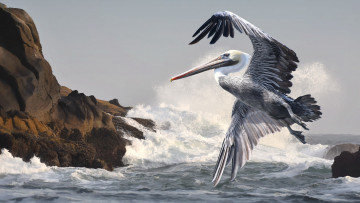 Картинка животные пеликаны пеликан