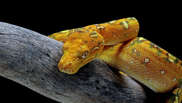 Картинка животные змеи +питоны +кобры змея ветка питон желтая