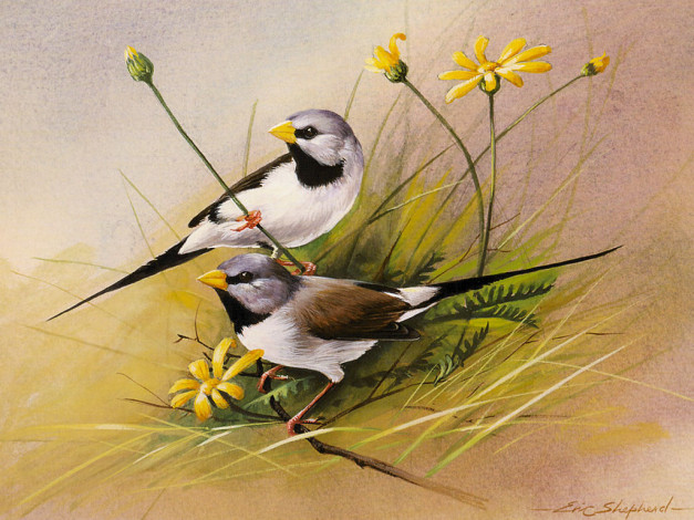 Обои картинки фото рисованные, животные, птицы