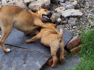 Картинка maxsloan бросок захватом животные собаки