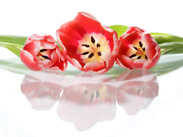 Обои картинки фото токарева, лидия, мелодия, весны, цветы, тюльпаны