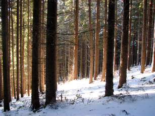 Картинка природа лес украина закарпатье Яремча